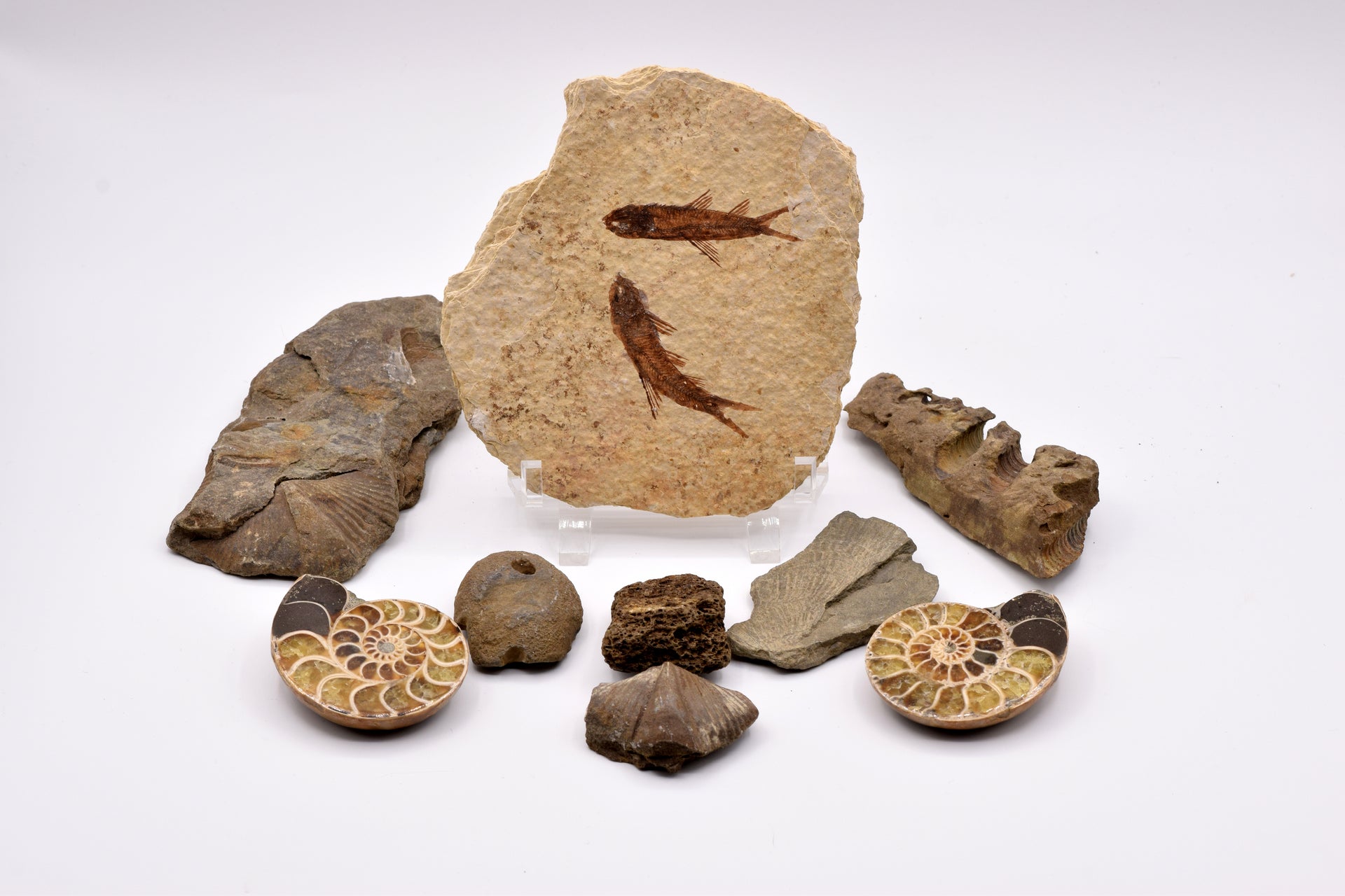 Andy's fossils and more