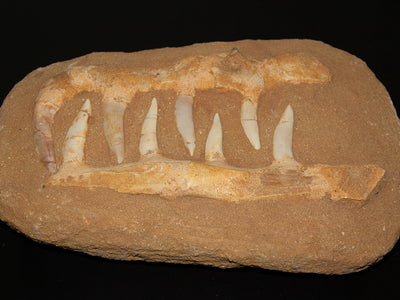 Enchodus Jaws Fossil