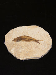 Green River Fossilized Fish