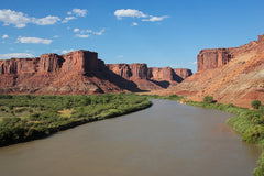 Green River Fossilized Fish