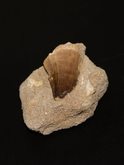 Mosasaur Tooth Fossil