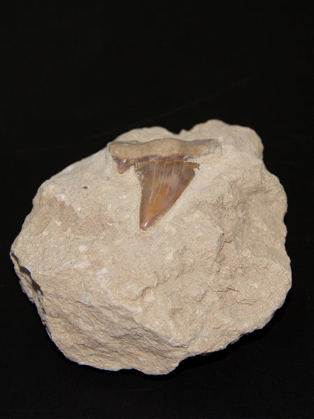 Shark Tooth Fossil