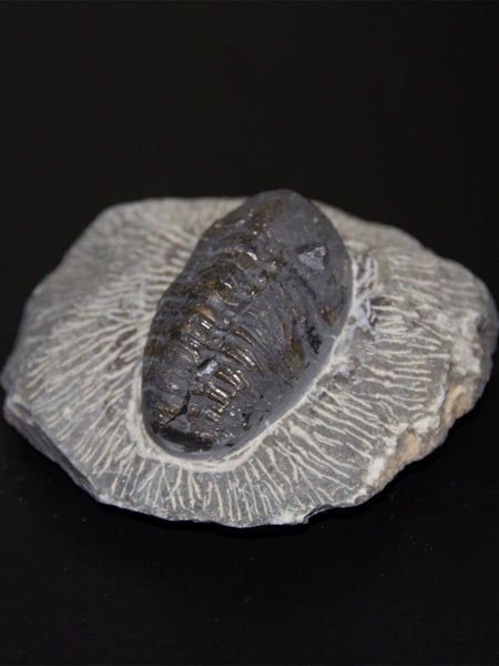 Fossilized Trilobites