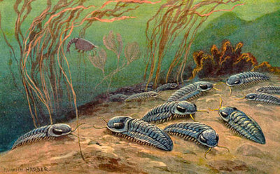 Fossilized Trilobites